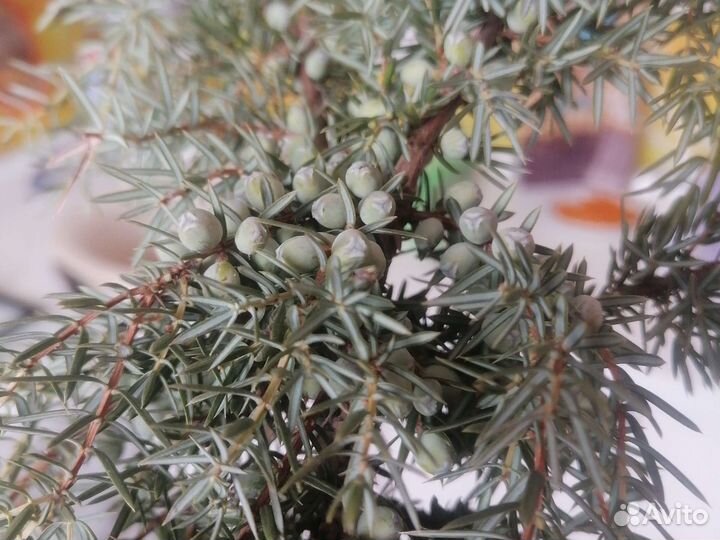 Набор для настаивания(дуб, можжевельник)