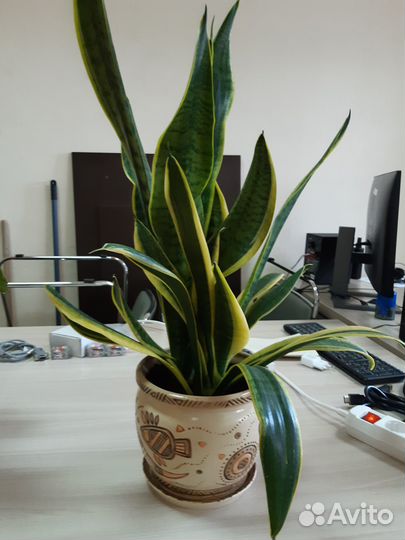 Комнатные цветы