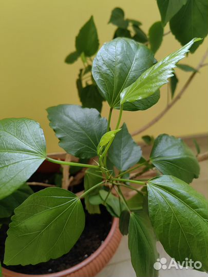 Гибискус китайская роза