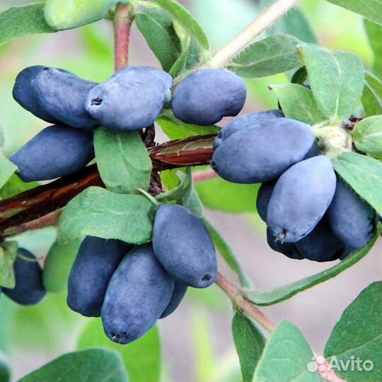 Жимолость съедобная, семена