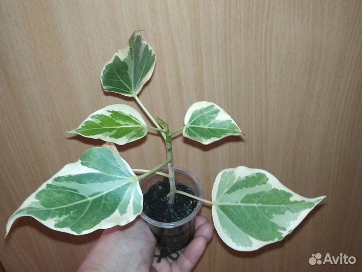 Фикус румфи Вайт (White) вариегатный