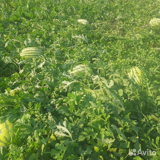 Арбуз оптом