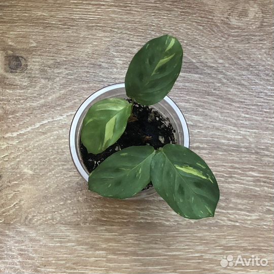 Маранта, бегония, фикус, алоказия