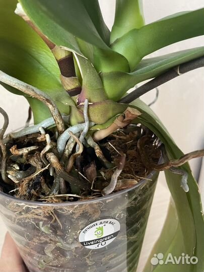 Фаленопсис surf song