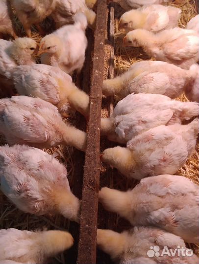 Цыплята броллер Росс 308 Венгрия