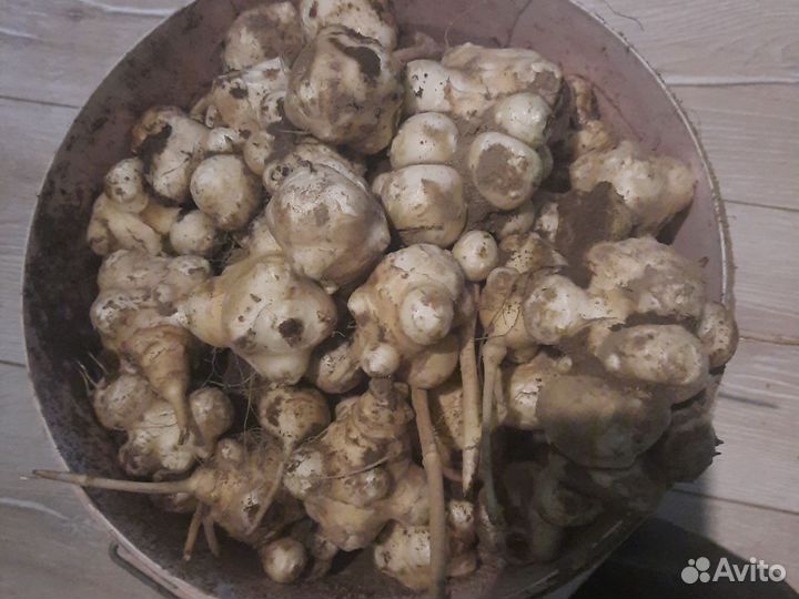 Топинамбур клубни