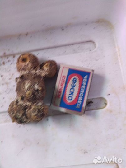 Калла Пикассо