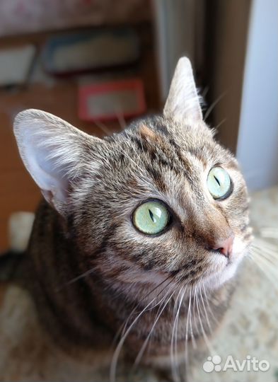 Молодая кошечка