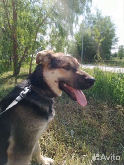 Щенок немецкой овчарки