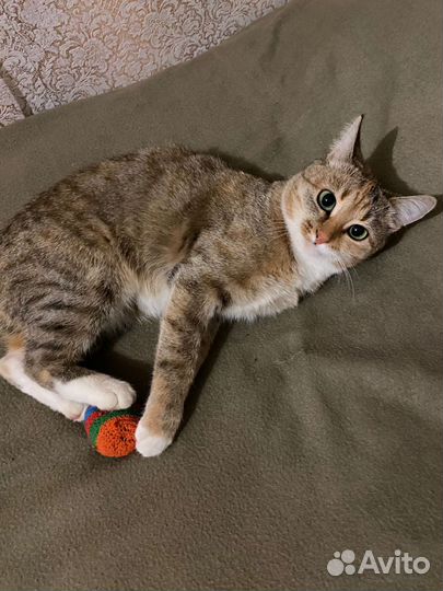 Кошка в добрые руки