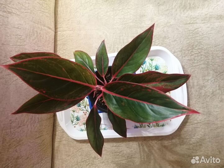 Сортовые аглаонемы