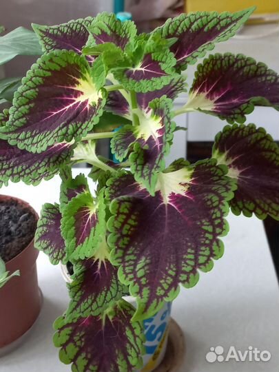 Комнатные цветы