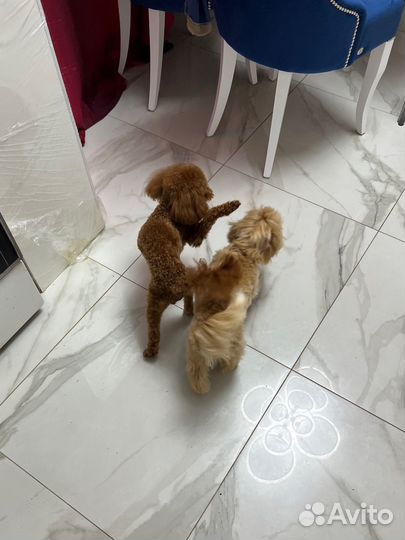 Мальтипу ф1 мальчик 5 мес карамель