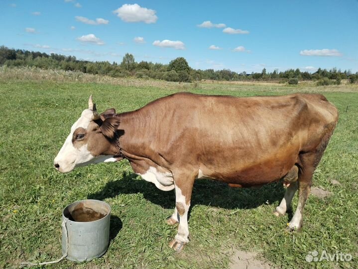 Корова дойная
