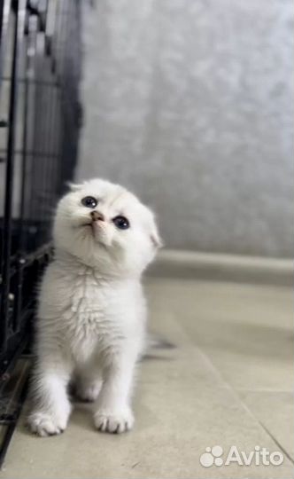 Шотландские вислоухие котята