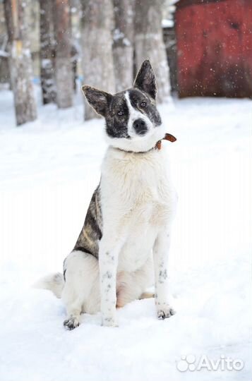 Щенок 7 мес девочка в добрые руки