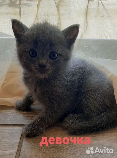 Шотладские котята