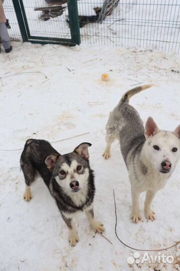 Щенки-подростки