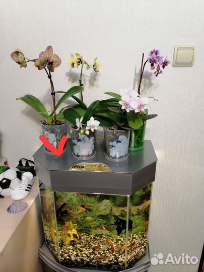 Орхидея сортовая