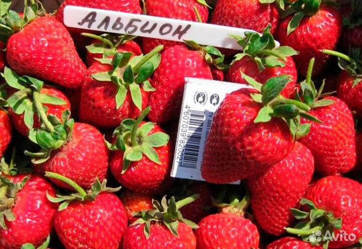 Продам рассаду зкс сортовой клубники