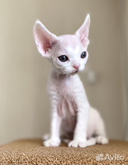 Котенок Девон Рекс