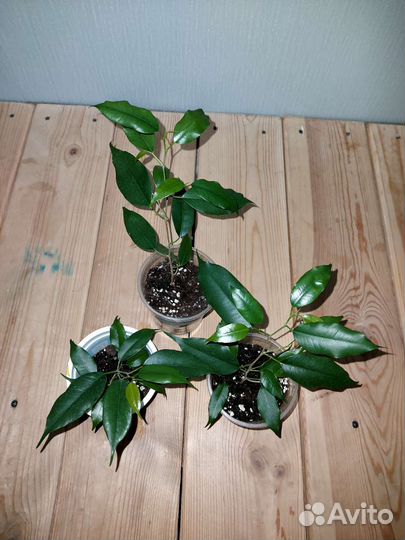 Комнатные растения цветы