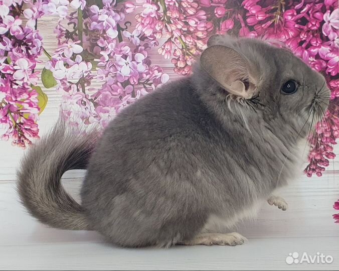 Шиншилла Тони