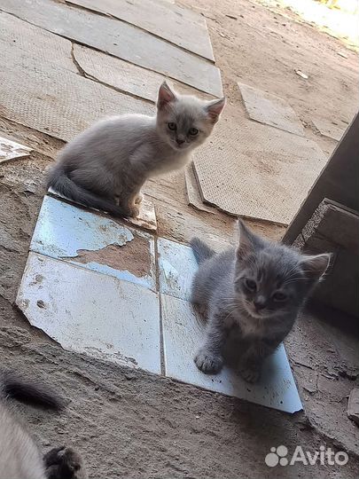 Кошки в добрые руки