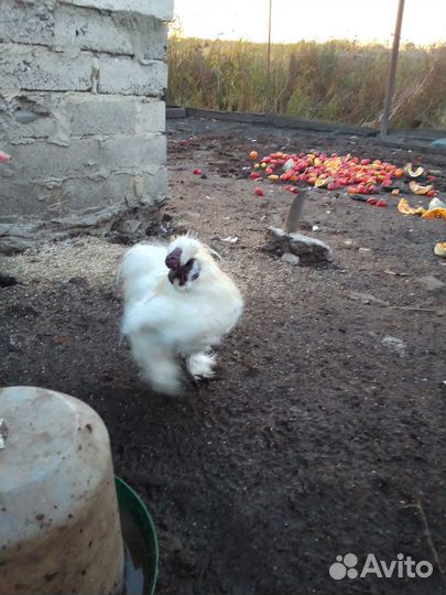 Петух китайский шелковый