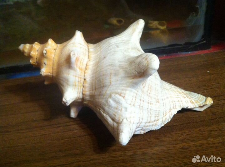 Грунт для аквариума большая ракушка и декор