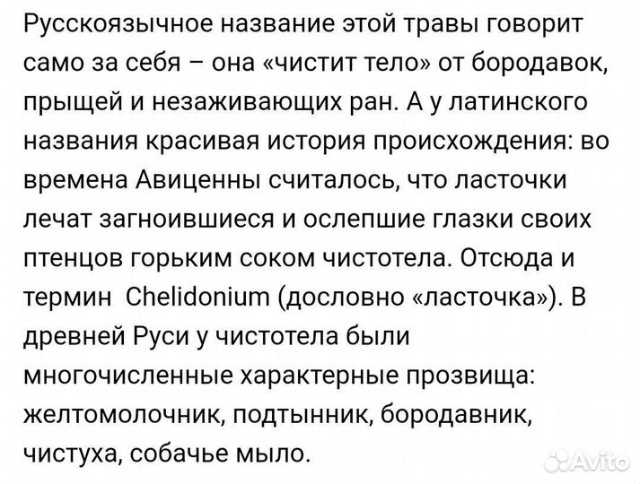 Чистотел растение