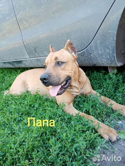 Щенок питбуля