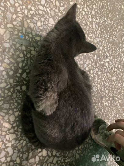 Кошка в добрые руки