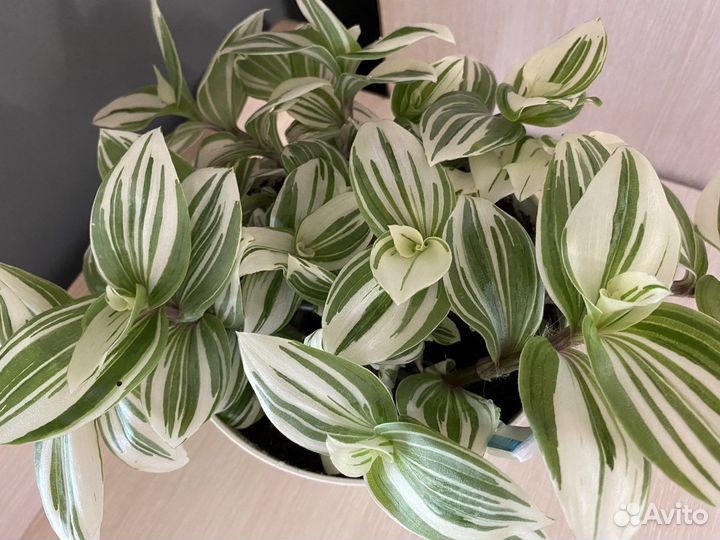 Традесканция в кашпо