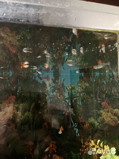 Аквариумные рыбки гуппи