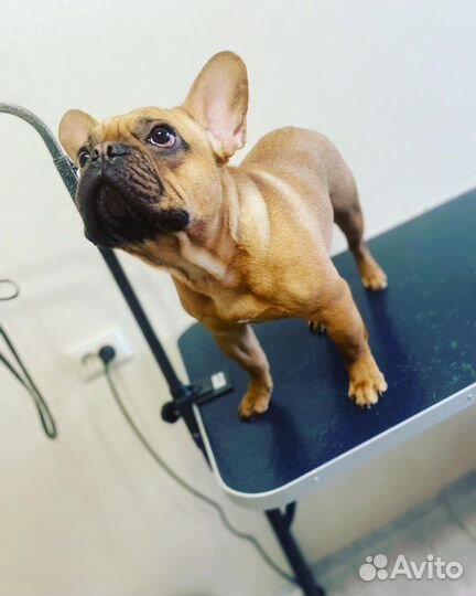 Услуги грумера