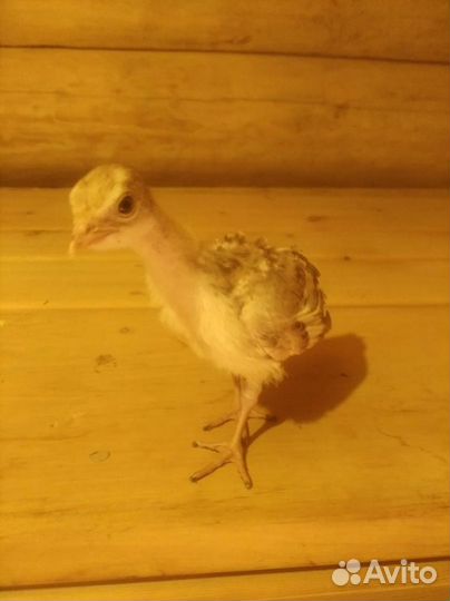 Индюшата Ред Бурбон