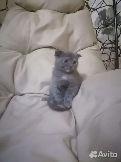 Шотландская девочка