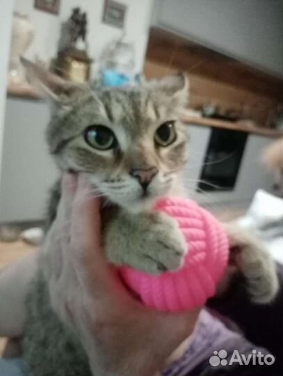 Кошечке 5мес очень нужны любящие ручки