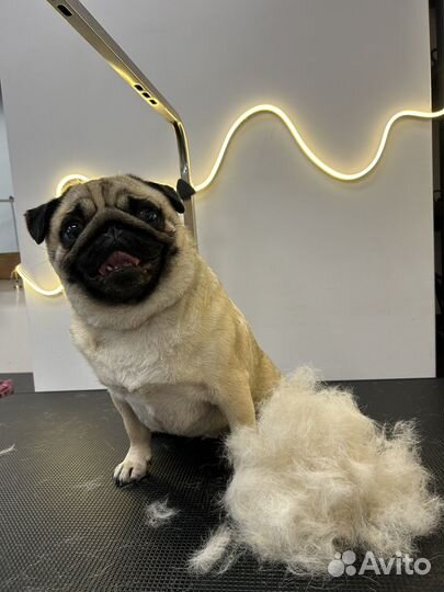 Груминг собак и кошек