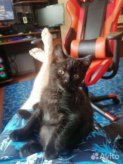 Британский мальчик с паспортом