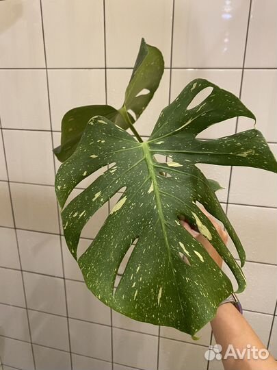 Монстера тайское созвездие