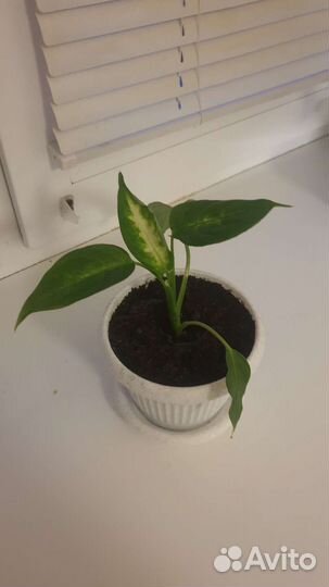 Диффенбахия