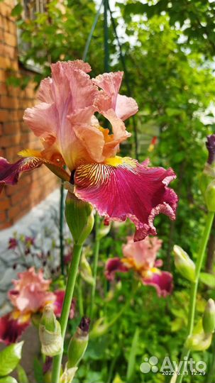 Ирис бородатый