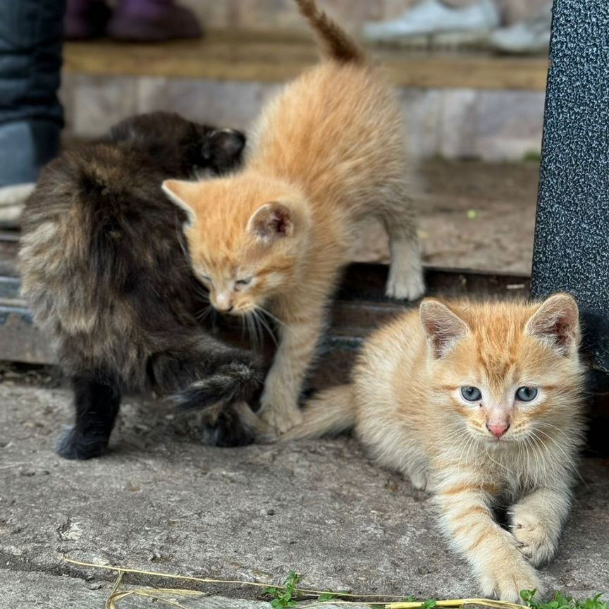 Котята от кошки мышеловки