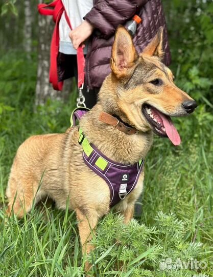 Мякишная собака из приюта