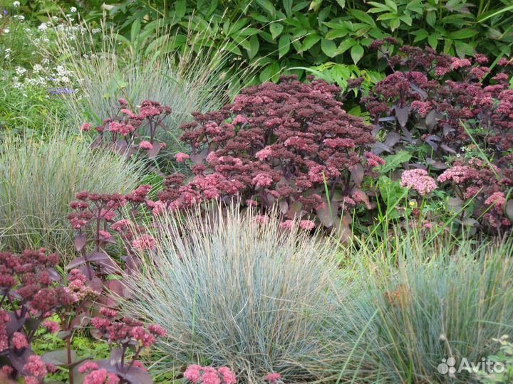 Седум Пурпурный император и спирея Литл Принцесс