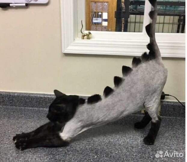 Креативный груминг