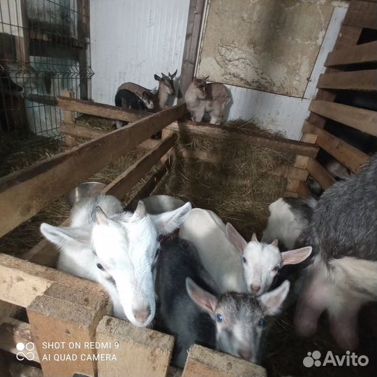 Козы козлята