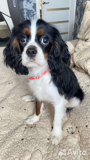 Кавалер кинг чарльз спаниель девочка